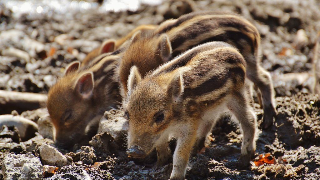 wild-pigs-e1544200081411-1024x576